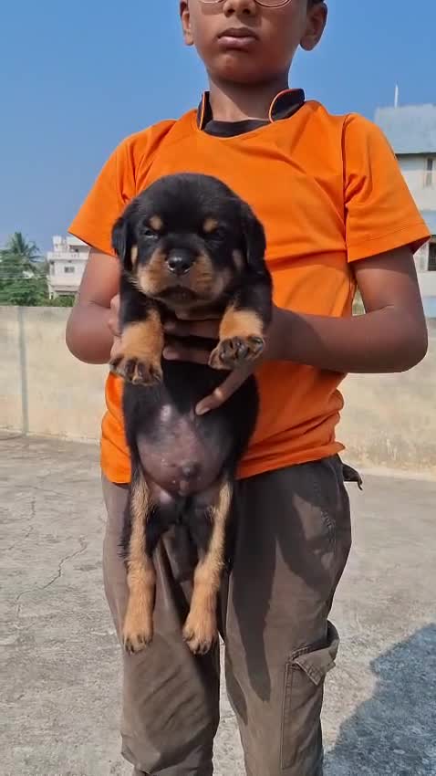 Rottweiler Puppy, farm video