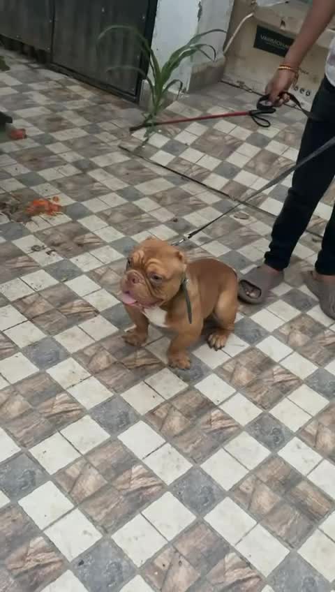 American Bully Pocket Size Puppy, farm video