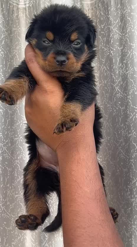 Rottweiler Puppy, farm video