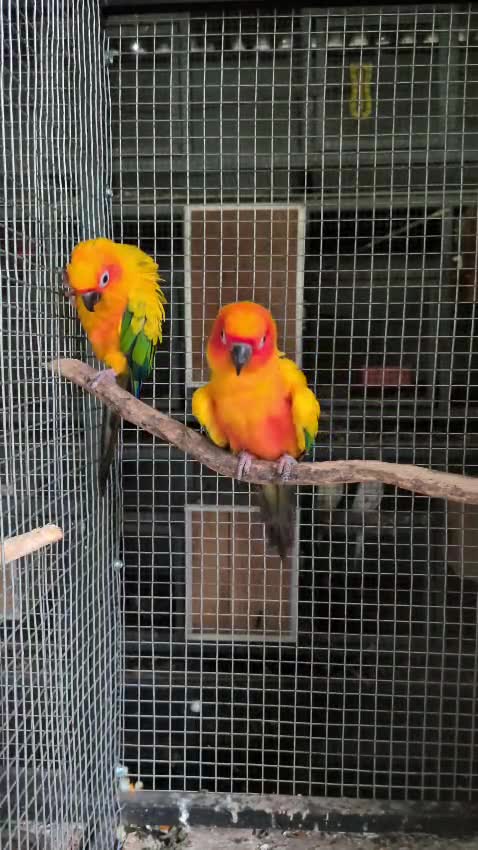 Sun Conure, farm video