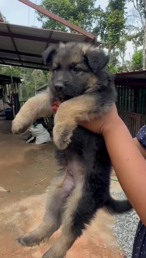 German Shepherd Puppy, farm video
