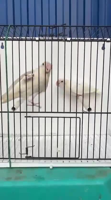 African Love Birds, farm video