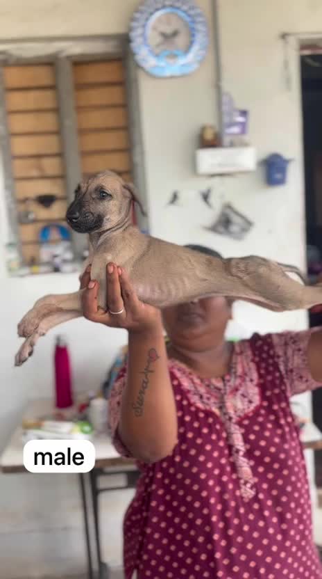 Chippiparai Puppy, farm video