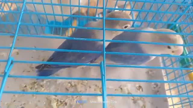 African Love Birds, farm video