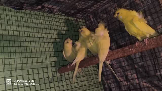 Helicopter Budgies, farm video