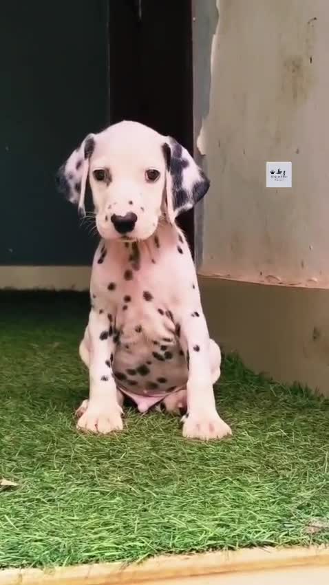 Dalmatian Puppy, farm video