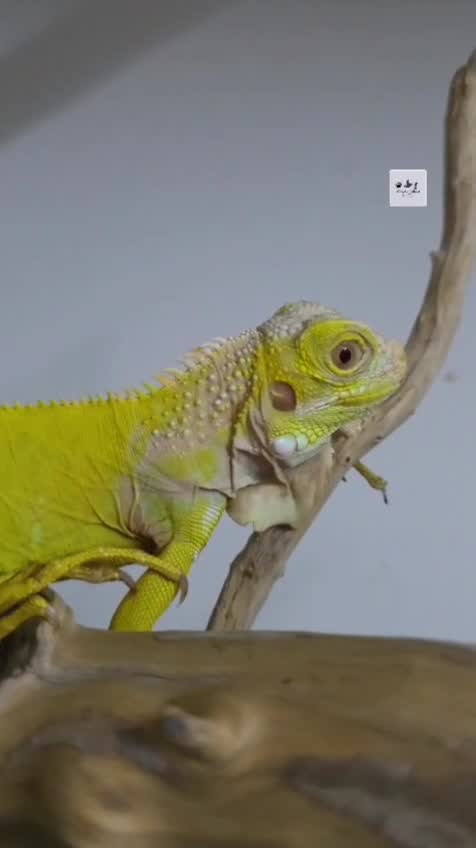 Iguana, farm video