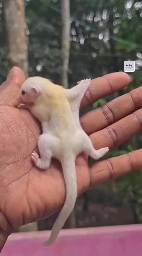 Sugar Glider | Grey, farm video