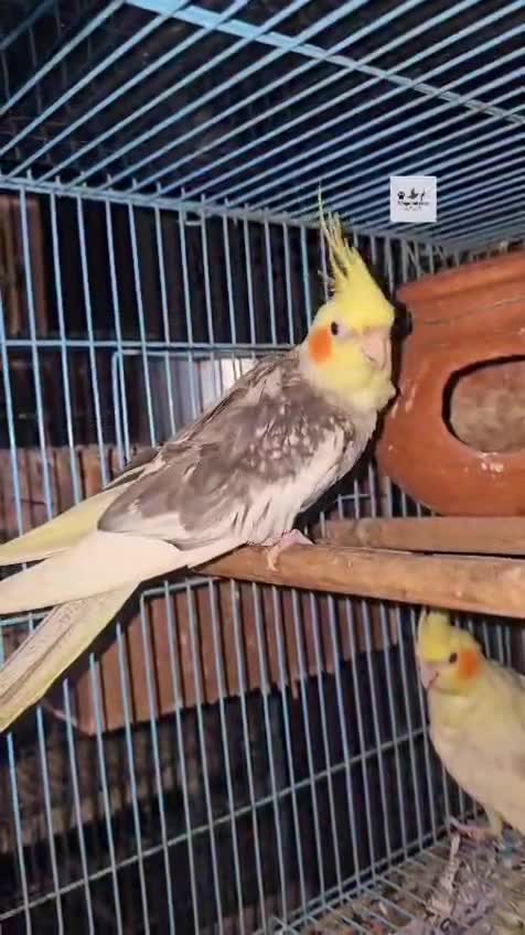Cockatiel, farm video