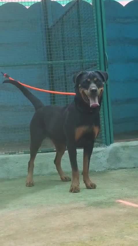 Rottweiler Puppy, farm video