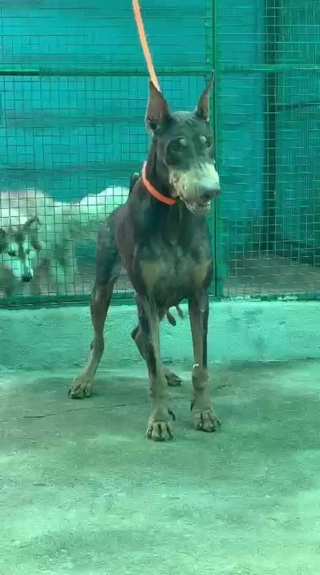 European Doberman Puppy, farm video