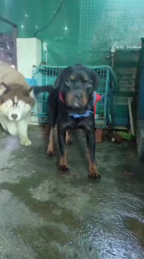 Rottweiler Puppy, farm video