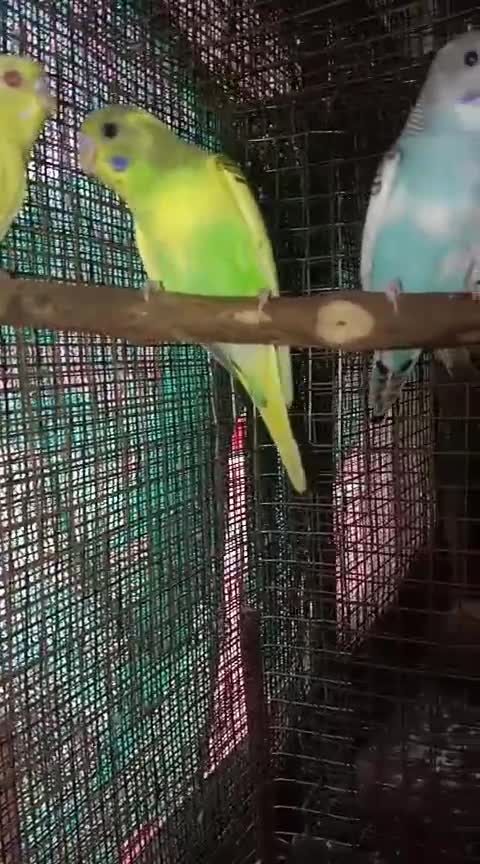 African Love Birds, farm video