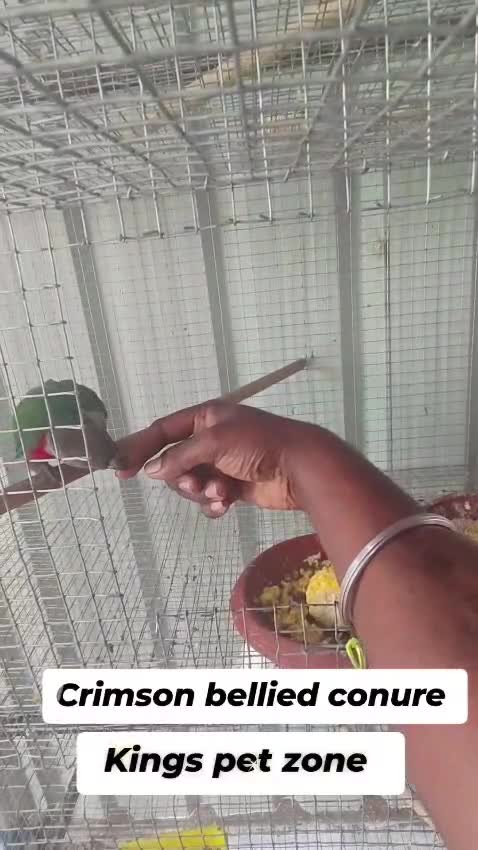Crimson Bellied Conure, farm video