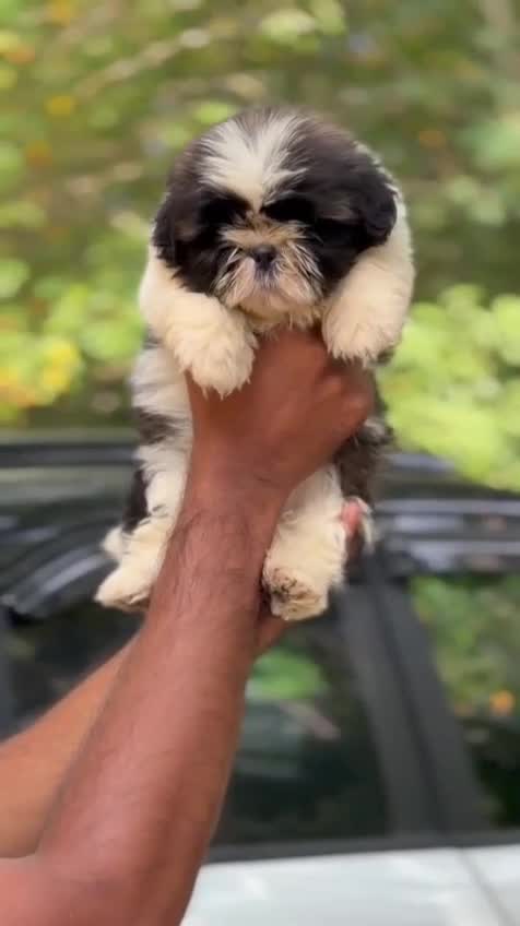 Shih Tzu | Black Color, farm video