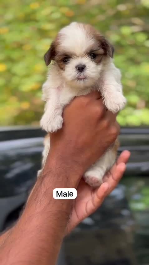 Shih Tzu | Black Color, farm video