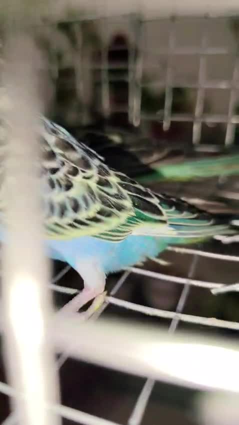 Budgies, farm video