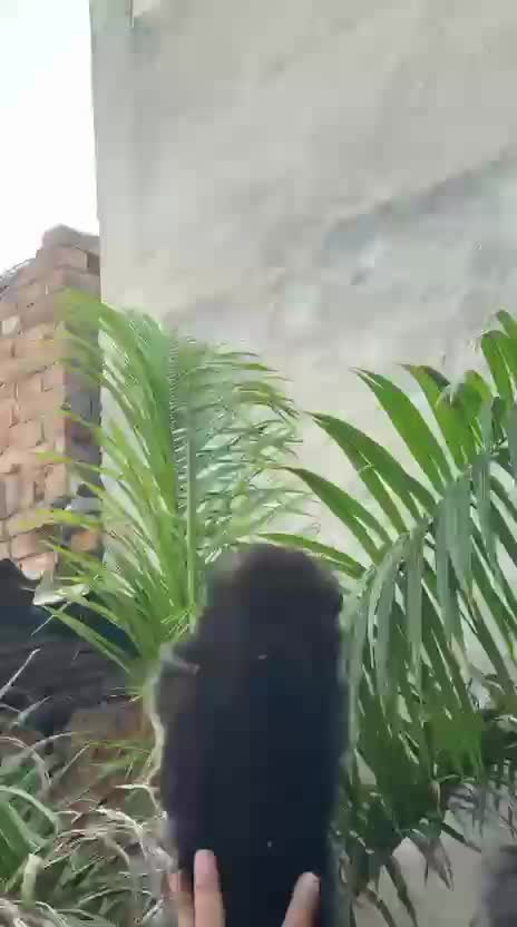 German Shepherd Puppy, farm video
