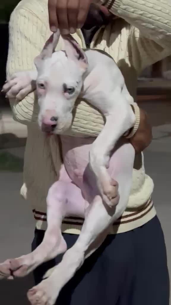 Great Dane Puppy, farm video