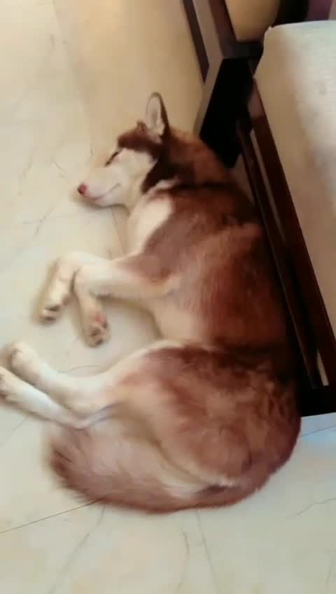 Siberian Husky Puppy | Copper & White Color, farm video