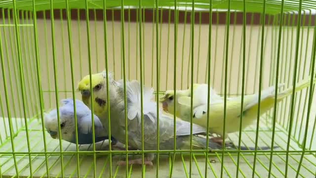 Budgies, farm video