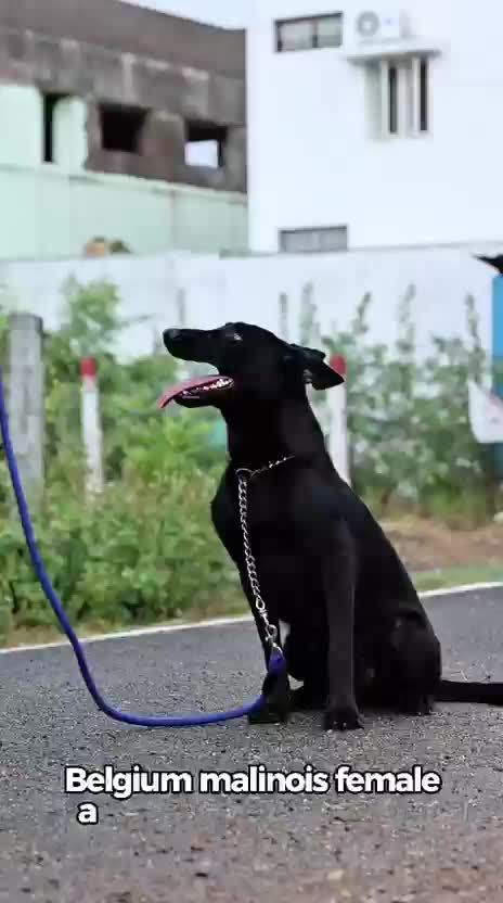 Belgian Malinois Puppy, farm video