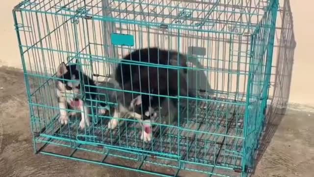 Siberian Husky Puppy | Copper & White Color, farm video