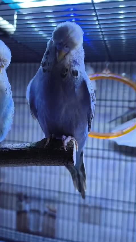 Exhibition Budgies, farm video