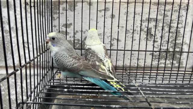 Budgies, farm video