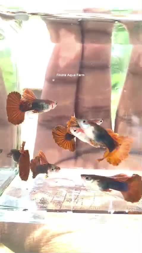 Bearded Dragon, farm video