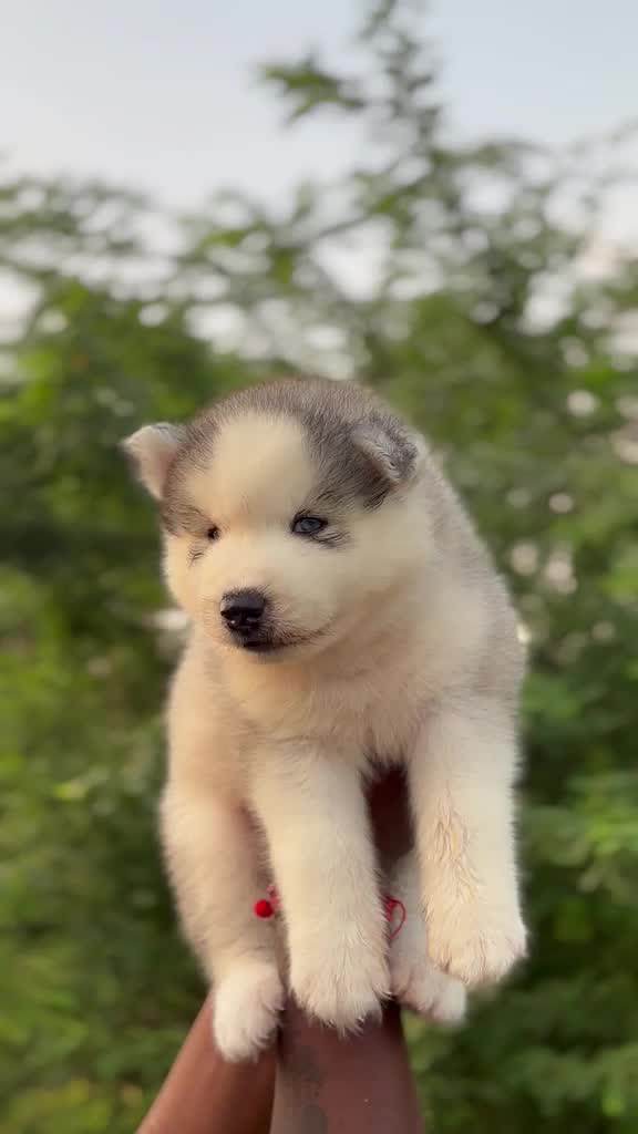 Siberian Husky Puppy | White Color, farm video