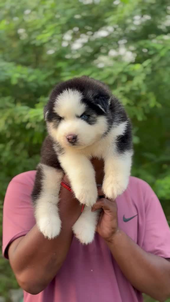 Siberian Husky Puppy | White Color, farm video