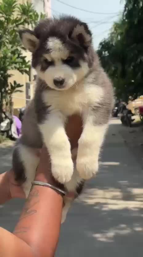 Siberian Husky Puppy | White Color, farm video