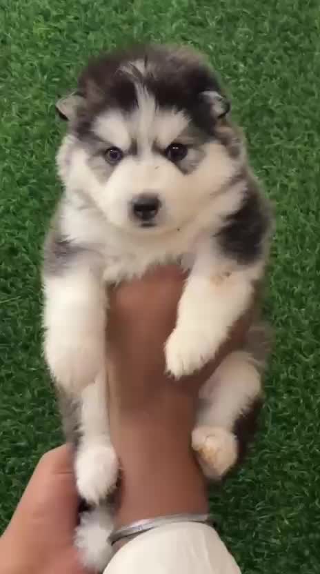 Siberian Husky Puppy | White Color, farm video