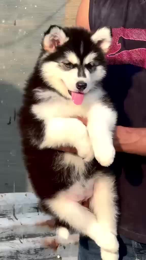 Siberian Husky Puppy | White Color, farm video