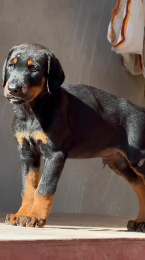 Doberman Pinscher Puppy, farm video