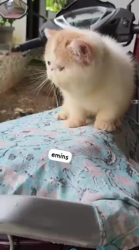 Exotic Short Hair Kittens, farm video