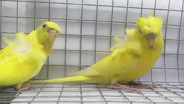 Helicopter Budgies, farm video
