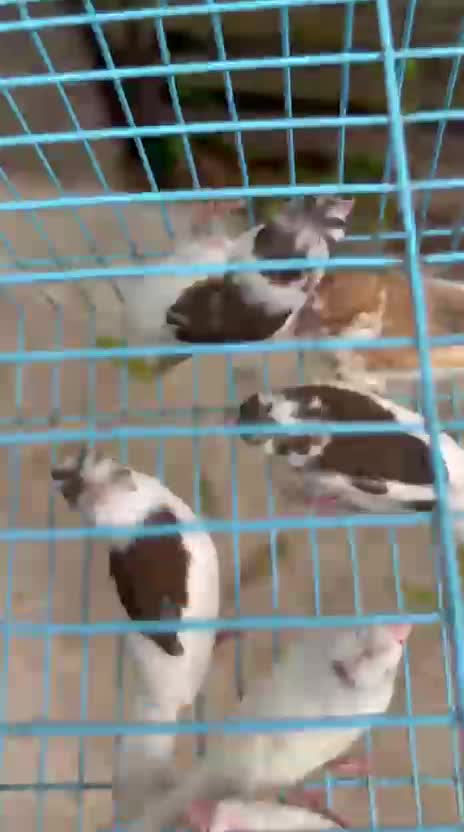 Bengal Kitten, farm video