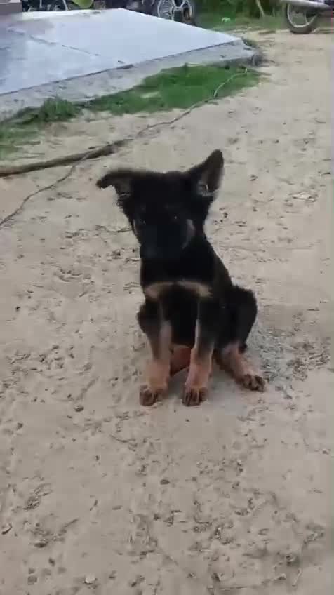 German Shepherd Puppy, farm video