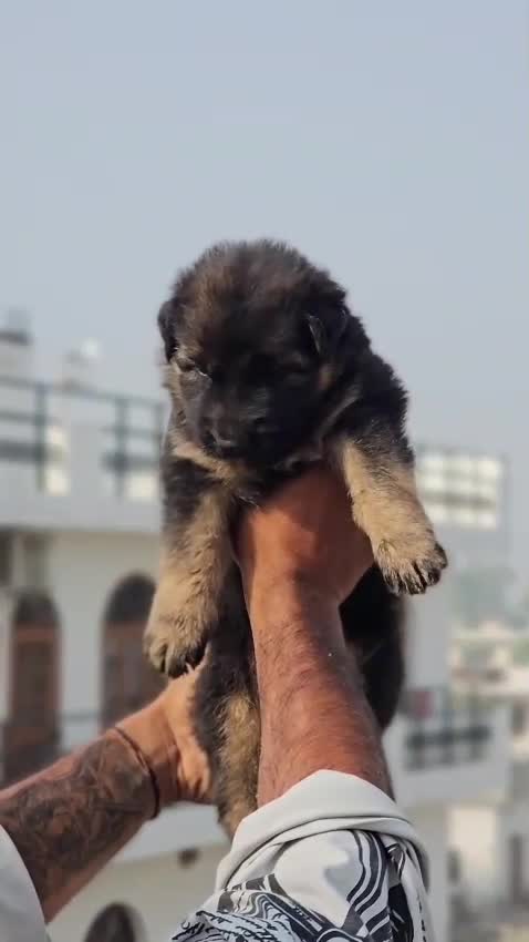 German Shepherd Puppy, farm video