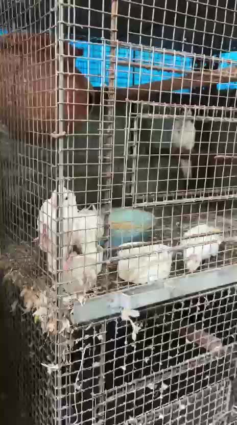 Cockatiel, farm video