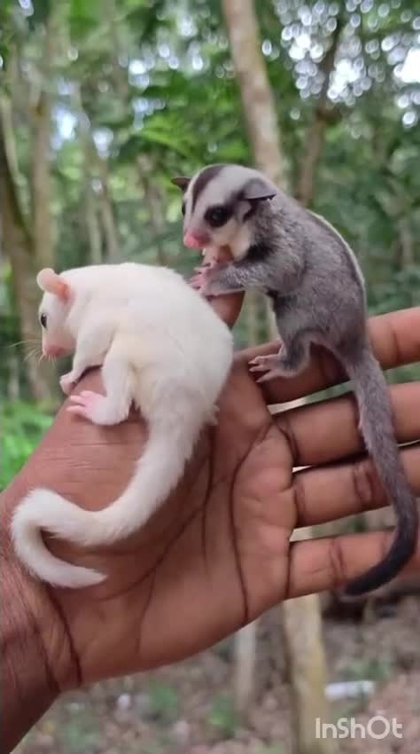 Sugar Glider | Grey, farm video