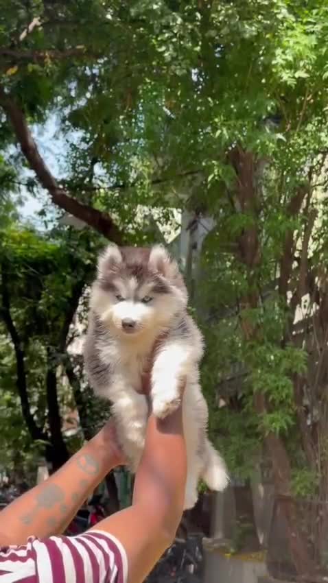 Siberian Husky Puppy | Black & White Color, farm video