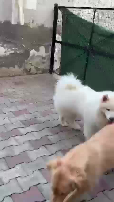 Samoyed Puppy | White, farm video