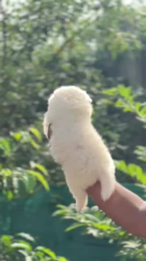 Pomeranian Puppy | Black Color, farm video