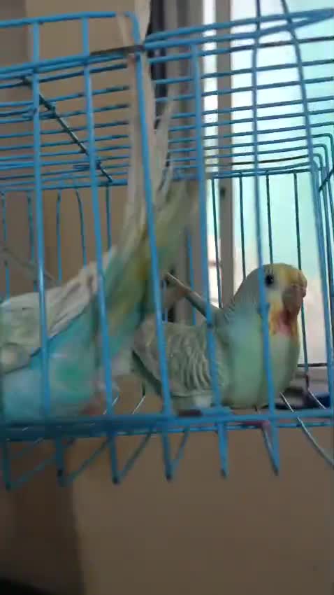 Budgies, farm video
