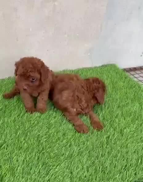 Toy Poodle Puppy, farm video