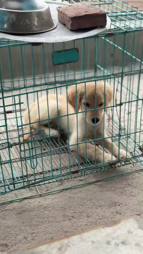 Golden Retriever, farm video