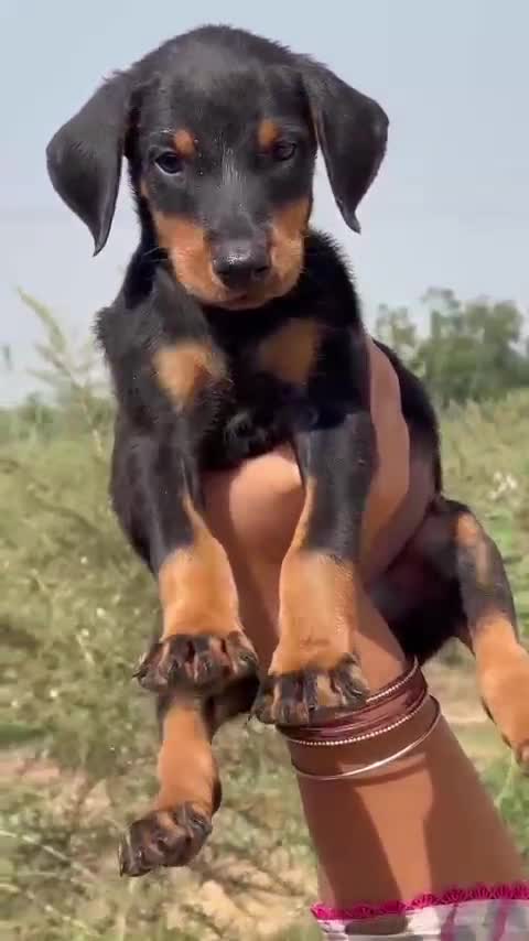 Doberman Pinscher Puppy, farm video